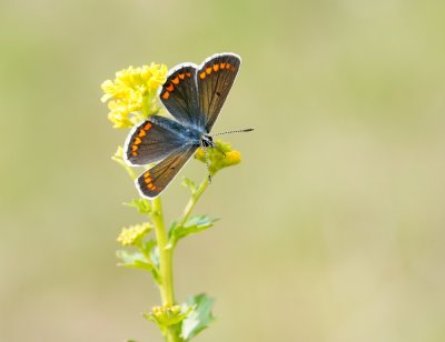 Bruin Blauwtje / Brown Argus