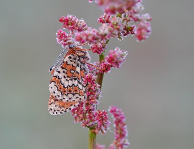 Veldparelmoervlinder / Glanville Fritillary