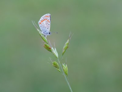 Bruin Blauwtje / Brown Argus