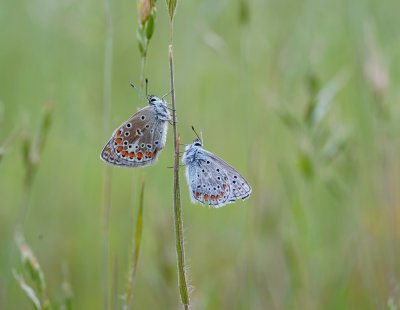 Icarusblauwtje / Common Blue