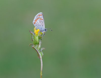 Bruin Blauwtje / Brown Argus