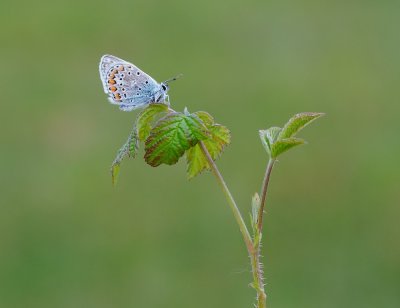 Icarusblauwtje / Common Blue