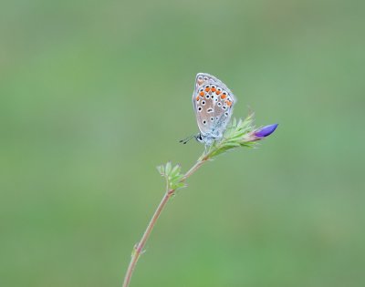 Icarusblauwtje / Common Blue
