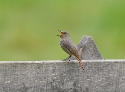 Zwarte Roodstaart/ Black Redstart
