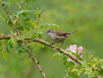 Grasmus / Common Whitethroat