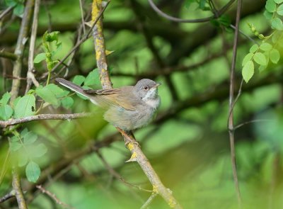 Grasmus / Common Whitethroat