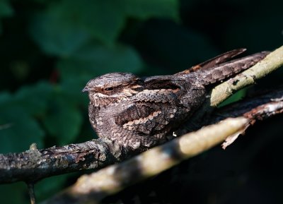 Nachtzwaluw / European Nightjar