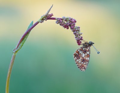 Zilveren Maan / Small Pearl-bordered Fritillary