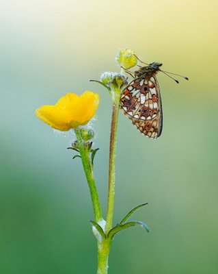 Zilveren Maan / Small Pearl-bordered Fritillary