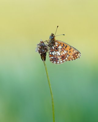 Zilveren Maan / Small Pearl-bordered Fritillary