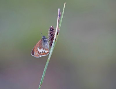 Tweekleurig Hooibeestje / Pearly Heath 