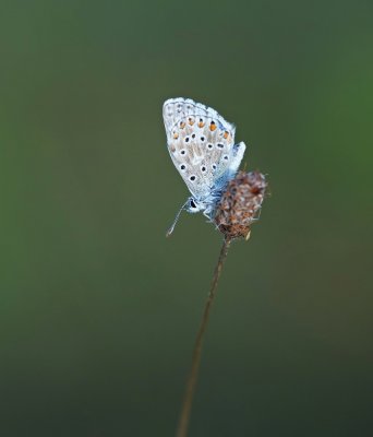 Adonisblauwtje / Adonis Blue