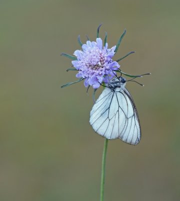 Groot Geaderd Witje / Black-veined White