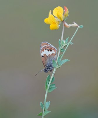 Tweekleurig Hooibeestje / Pearly Heath 