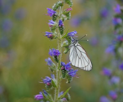Groot Geaderd Witje / Black-veined White
