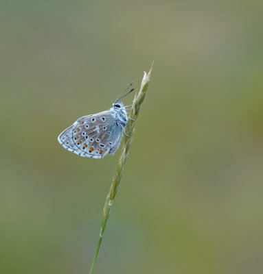 Adonisblauwtje / Adonis Blue