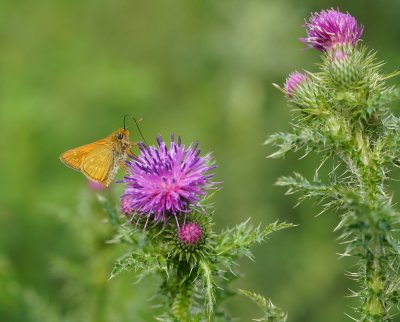 Groot Dikkopje / Large Skipper