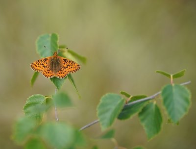 Veenbesparelmoervlinder / Cranberry Fritillary