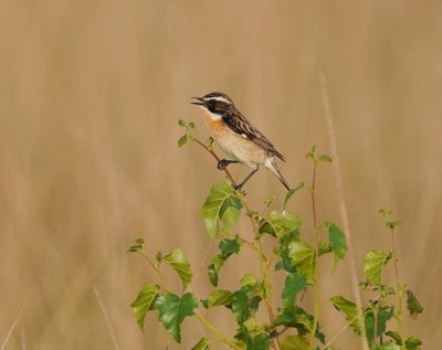 :: Paapje / Whinchat ::