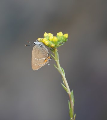 Kleine Sleedoornpage / Sloe Hairstreak