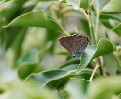 Kleine Sleedoornpage / Sloe Hairstreak