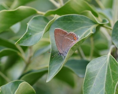 Kleine Sleedoornpage / Sloe Hairstreak