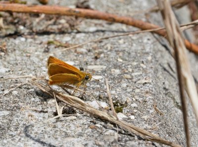 Dwergdikkopje / Lulworth Skipper 