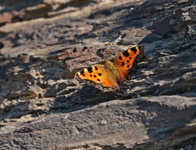 Grote Vos / Large Tortoiseshell
