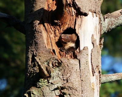 Boommarter / European Pine Marten