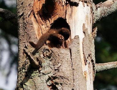 Boommarter / European Pine Marten