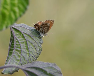 Geraniumblauwtje / Geranium Bronze