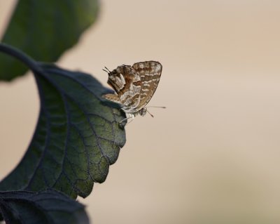 Geraniumblauwtje / Geranium Bronze