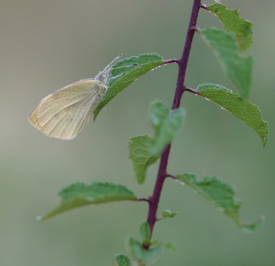 Klein Koolwitje / Small White