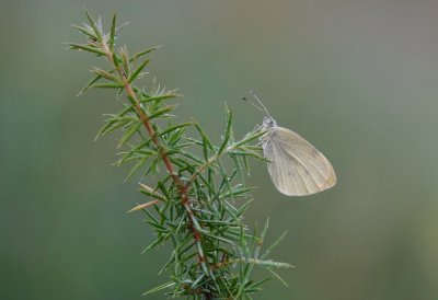Klein Koolwitje / Small White