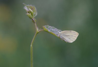 Klein Koolwitje / Small White