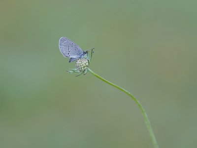 Dwergblauwtje / Little Blue, Small Blue