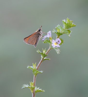 Zwartsprietdikkopje / Essex Skipper