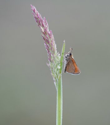 Zwartsprietdikkopje / Essex Skipper