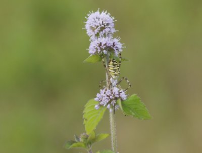 Wespspin, Tijgerspin / Wasp Spider