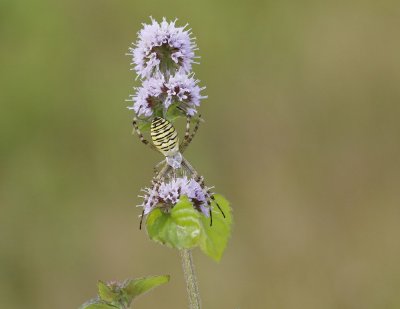 Wespspin, Tijgerspin / Wasp Spider