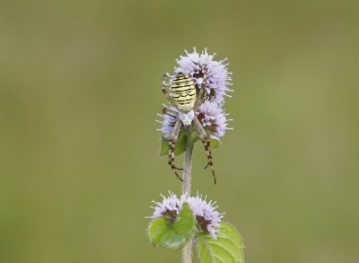 Wespspin, Tijgerspin / Wasp Spider