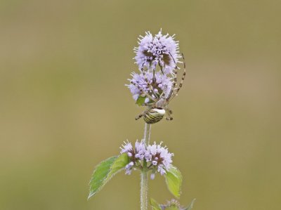 Wespspin, Tijgerspin / Wasp Spider