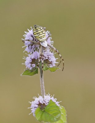 Wespspin, Tijgerspin / Wasp Spider