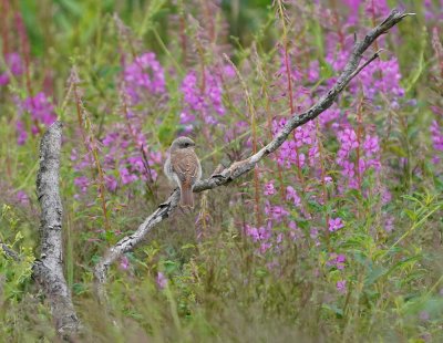 Grauwe Klauwier / Red-backed Shrike