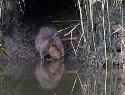 Europese Bever (jong) / European Beaver (juvenile)