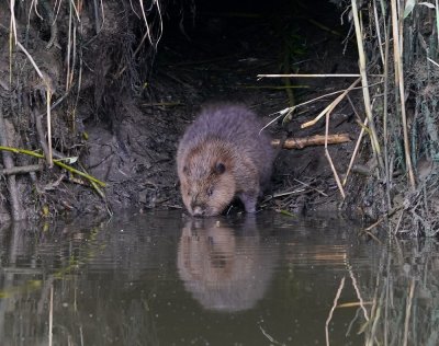 Europese Bever (jong) / European Beaver (juvenile)
