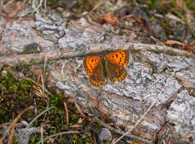 Morgenrood / Scarce Copper