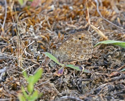 Argusvlinder / Wall Brown