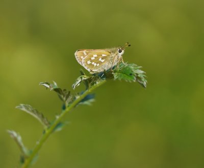 Kommavlinder / Silver-spotted Skipper