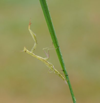Europese bidsprinkhaan / European Praying Mantis